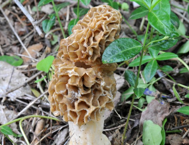 A Morel mushroom