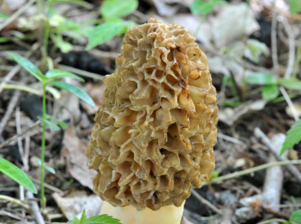 This is a mature one