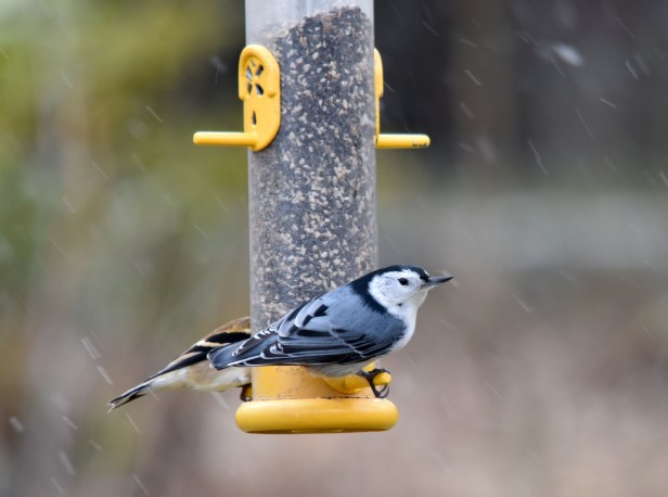 Nuthatch shares a feeder with an American Goldfinch