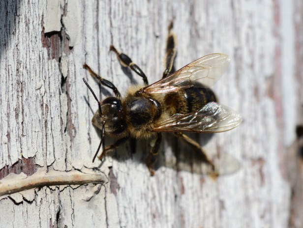 One of the unidentify bee upclose