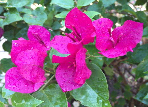 Bougainvillea