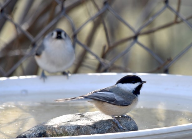 Chickadee and Titmouse