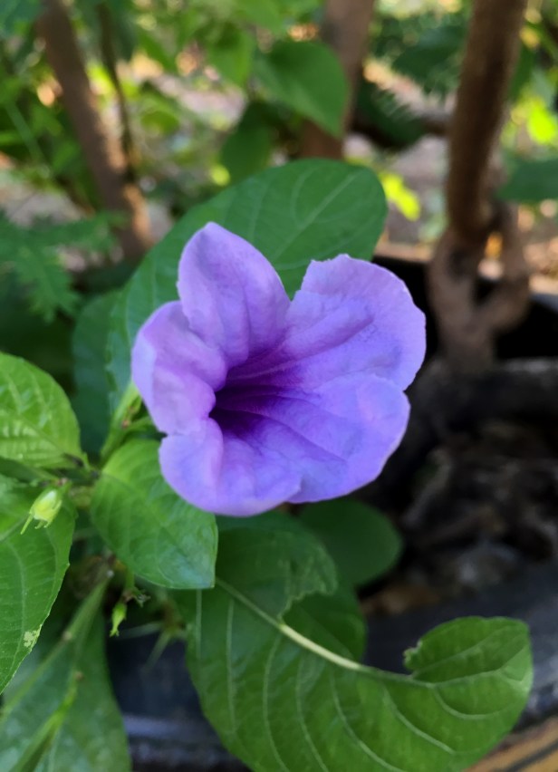 Wild Petunia