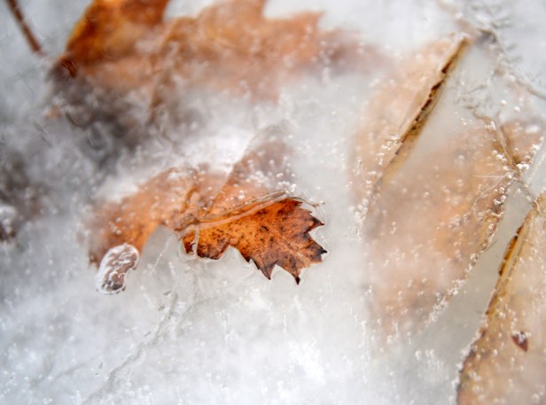 Frozen maple leaves