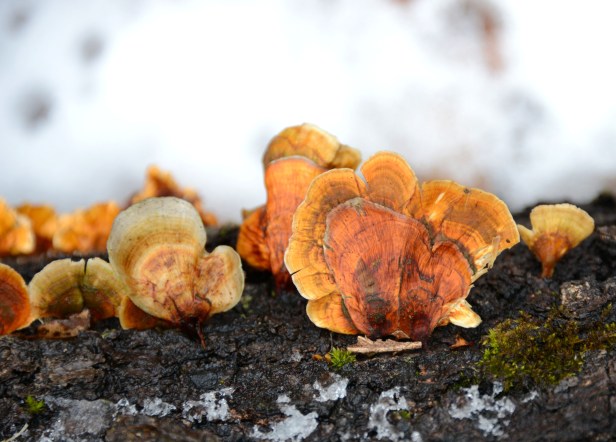 Either a different type of fungi or an older version of the one above