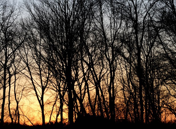 Golden rays at the edge of the woodland