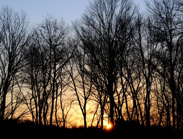 The sun slowly peeking through the trees