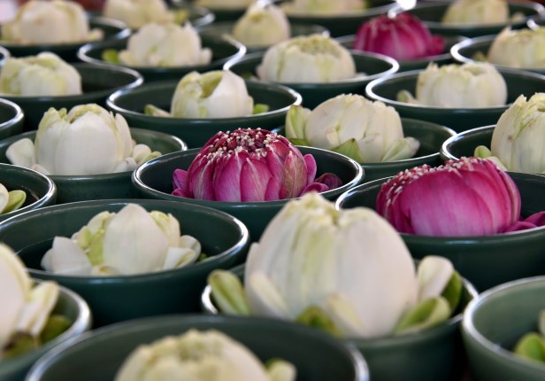 Pink and white lotus with some petals folded