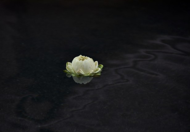 Floating White lotus