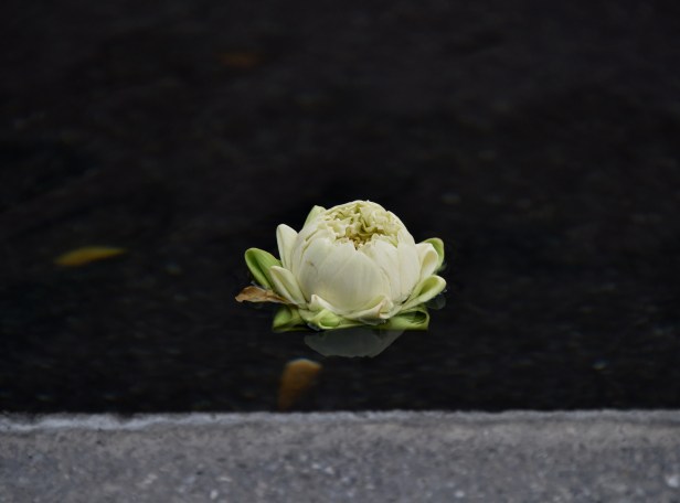 White lotus at the edge of the reflecting pool