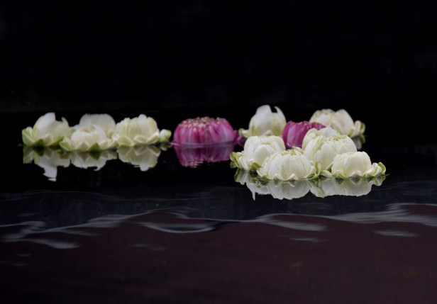 Lotus grouped randomly, floating down stream