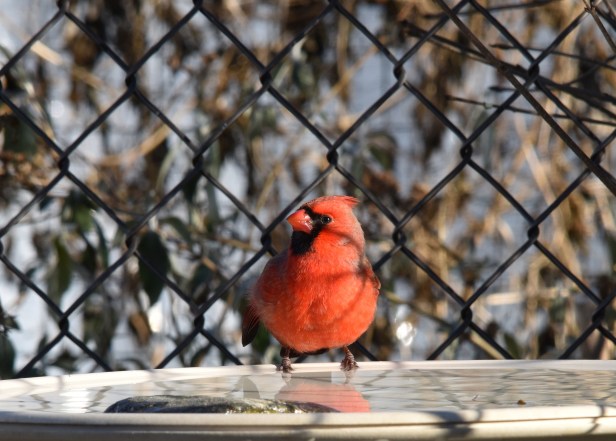 Male Northern Cardinal