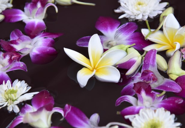 Offering flowers: Plumeria among orchids and chrysthemum