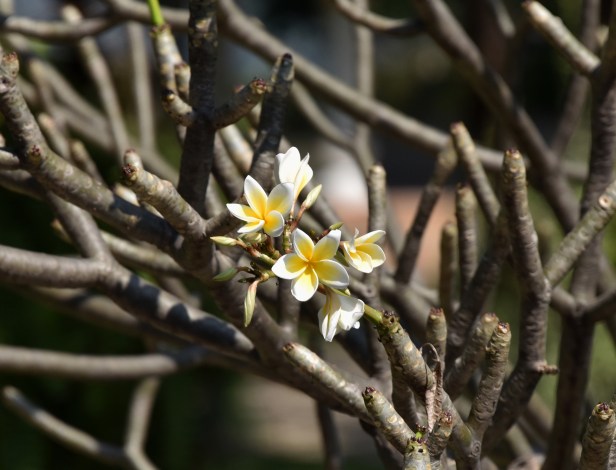 Plumeria 