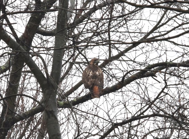A Red-tailed hawk kept an eye on us from a tree further away