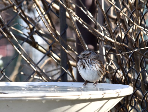 Song Sparrow