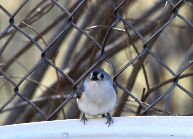 Titmouse