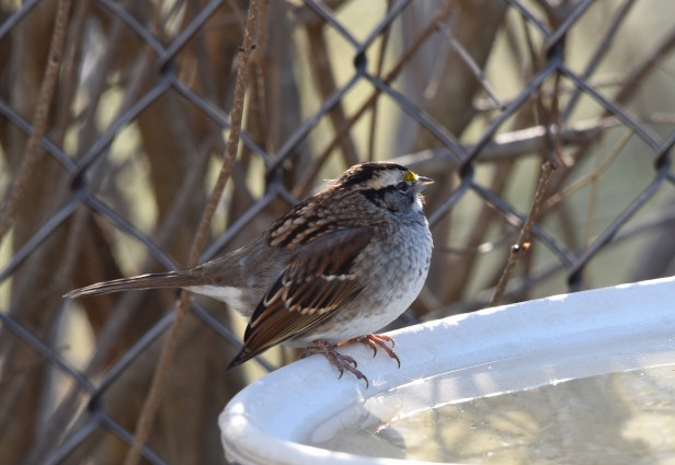 White-throated Sparrow