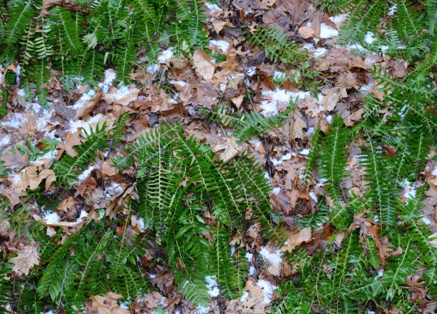 Native ferns along a stream bank still green