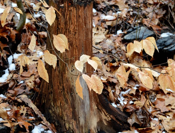 Dry leaves hang from a branch