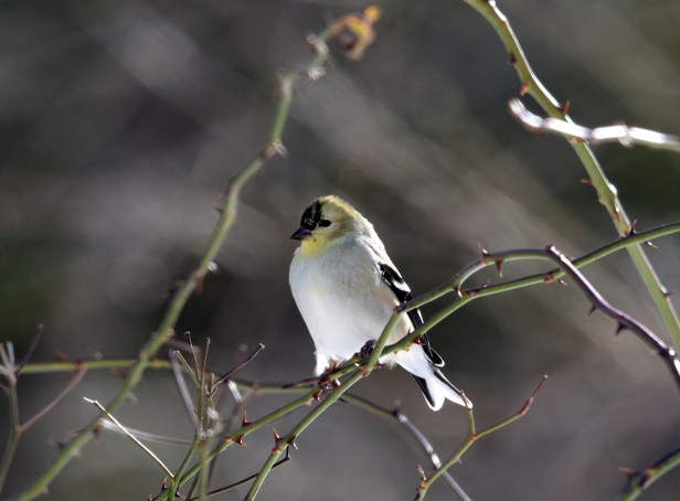 A male American Goldfinch