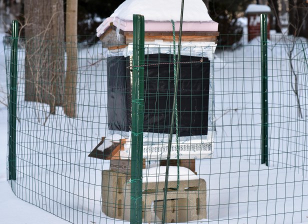 Each hive is wrapped up with insulation and industrial grade black plastic on the outside for heat absorbtion