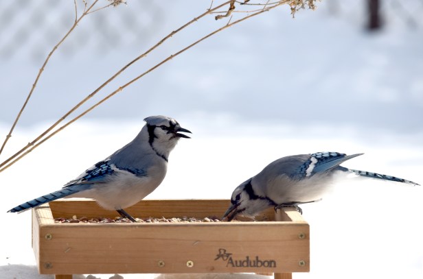 Blue Jay (Cyanocitta cristata) are not just feeding, they also pack seeds and hide them