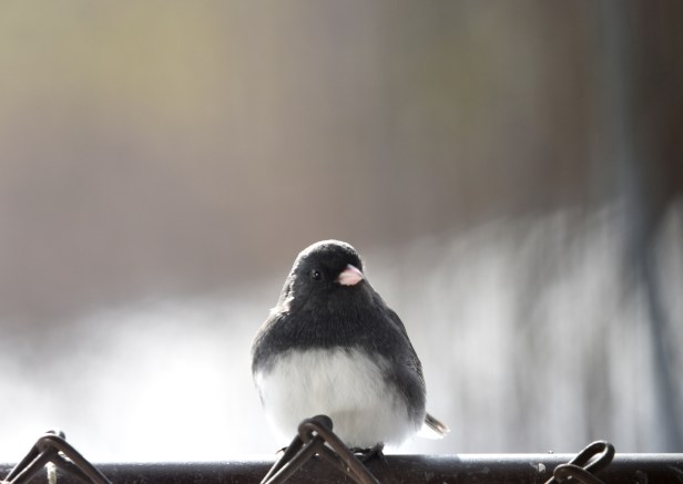 Puffed up Dark-eyed Junco