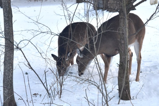Chewing on wild roses