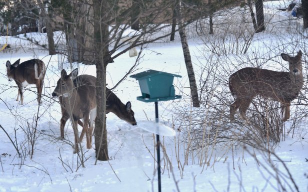 White-tailed deer are evening and late night visitors