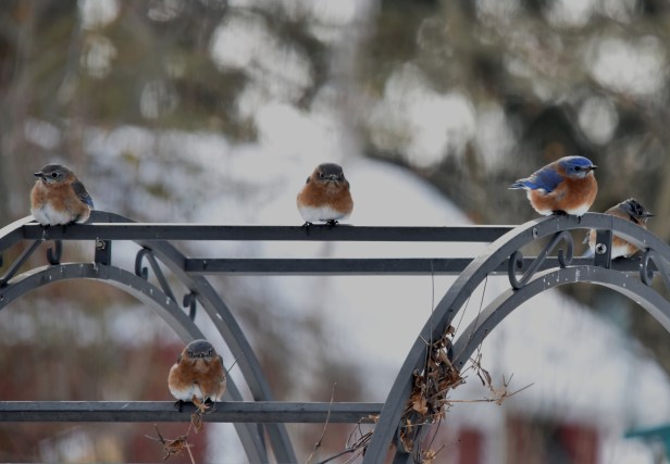 Eastern Bluebird