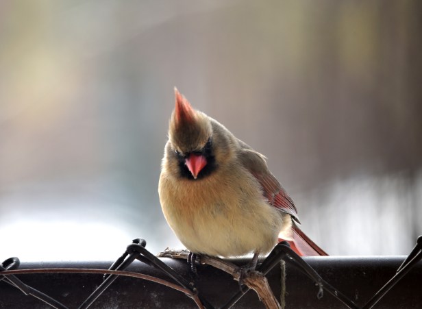 Female Northern cardinal