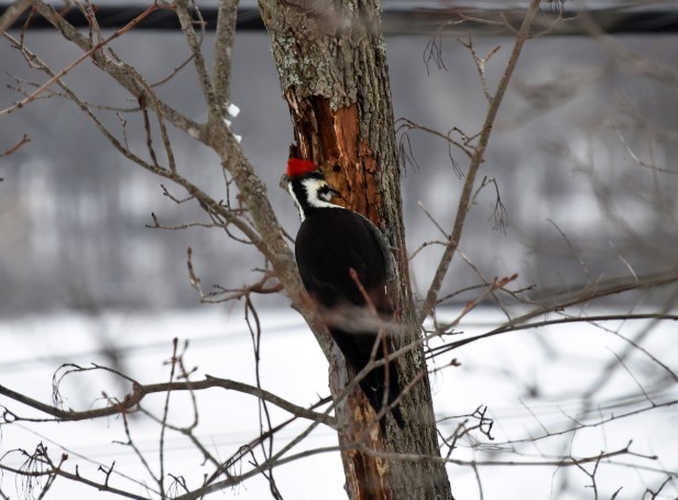 Pileated woodpecker