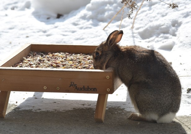 Rabbit at bird feeder tray