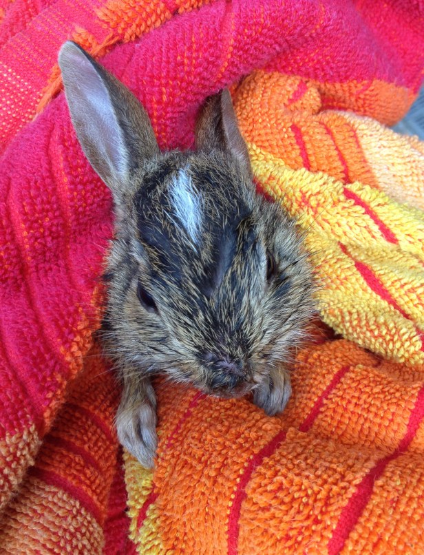 Fished this one out of the pool