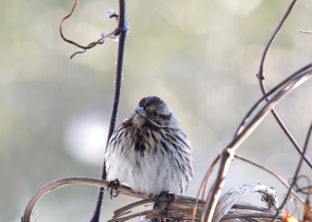 Song sparrow