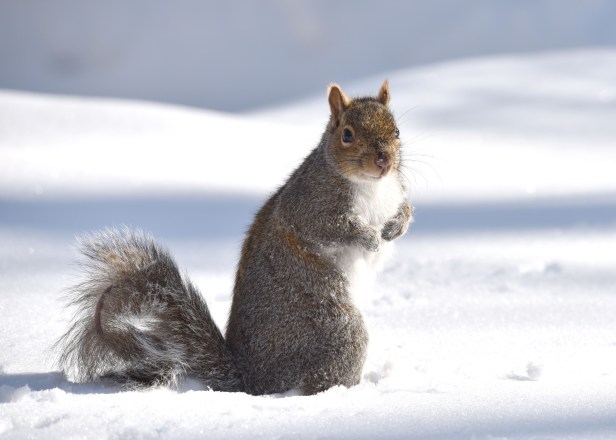 Hungry squirrel looking for food