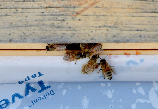 The bees came out from the top entrance since the bottom one is covered with snow.  I cleaned snow off the bottom landing afterward.
