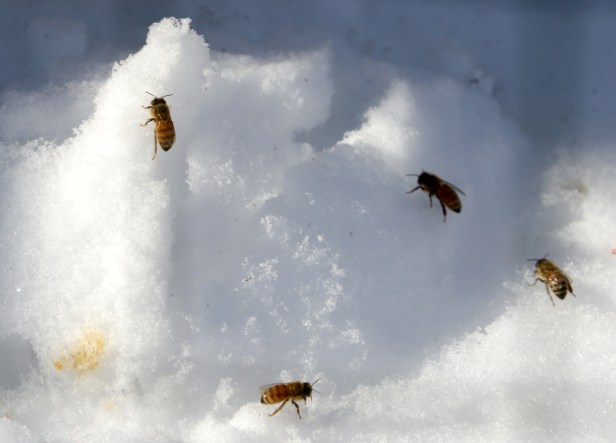 Dead bees on the snow in front of the hive