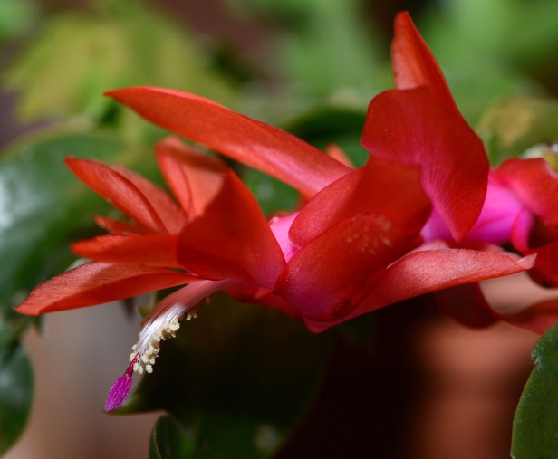 Christmas cactus or should I call it 'Spring' cactus