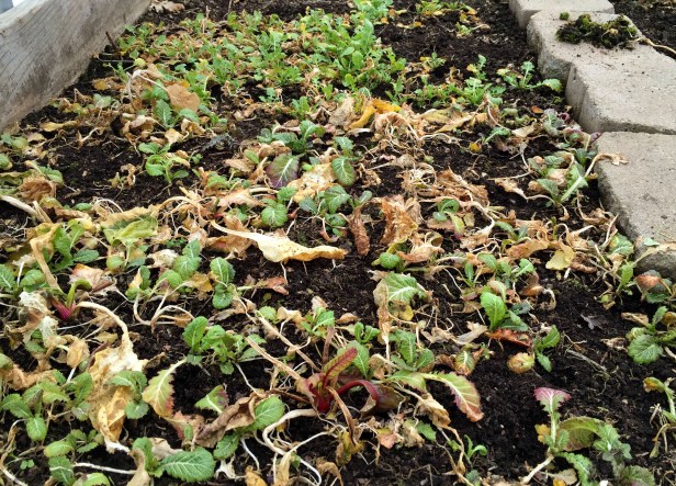 The survivors: Mustard green 'Dragon tongue', Mizuna, Swiss chard 'Ruby red'. A lot of their leaves have dried up