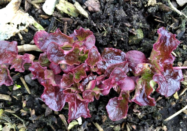 As much as their leaves look very fragile, this red leaf lettuce pulled through.