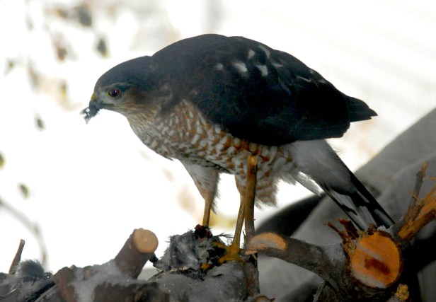 He caught a Downy woodpecker and decided to chow down on the woodpile. This photo taken through two panes of window glass.