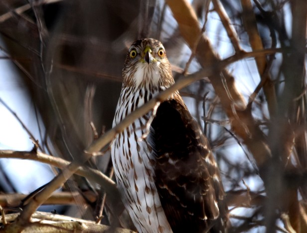 He kept his eyes on me as well as scanning for food