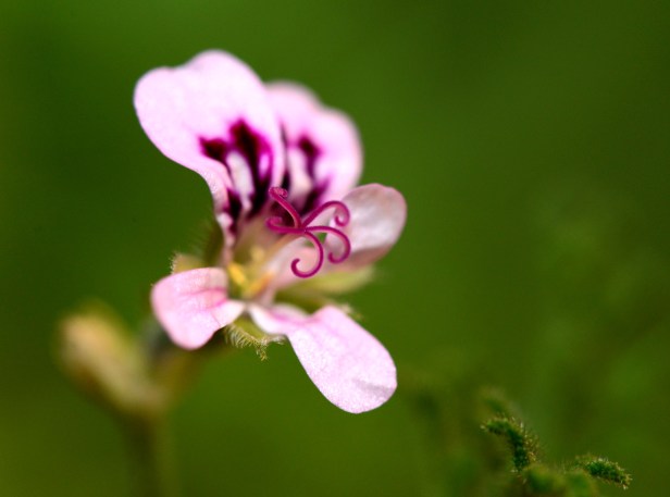 Geranium 'Skeleton Rose' also has many flower buds