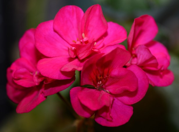 Geranium 'Tango Violet', though the flower has no scent, it has a very s      triking color