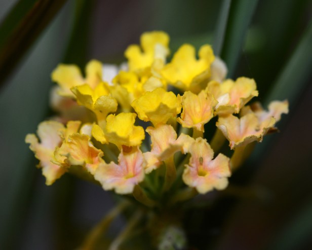 Most of the Lantana leaves had dropped off in winter but now green buds and flowers here and there