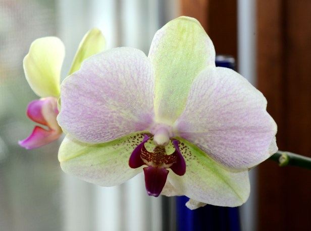 This Moth orchid has been blooming throughout the winter