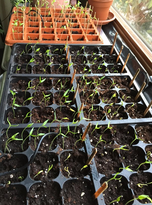 Tomato and chili pepper seedlings by the bay window, March 14