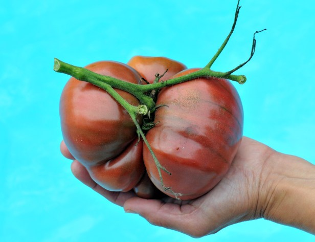 Cherokee purple from last year's harvest